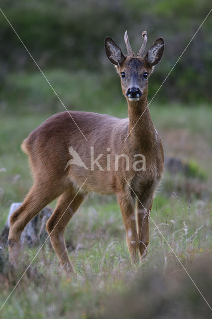 Roe Deer (Capreolus capreolus)