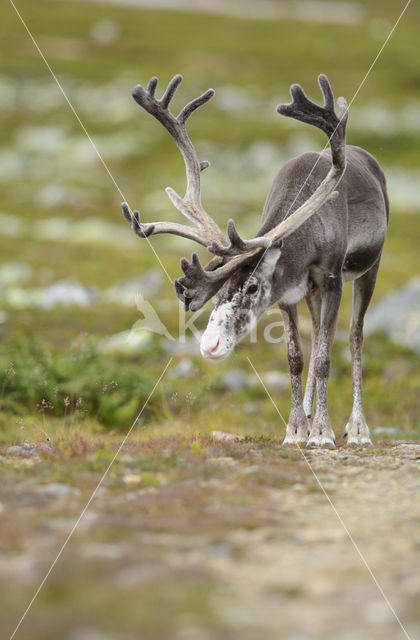 Rendier (Rangifer tarandus)