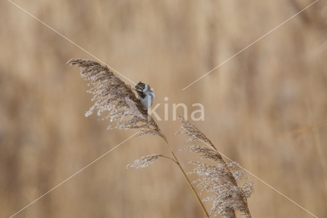 Reed Bunting (Emberiza schoeniclus)