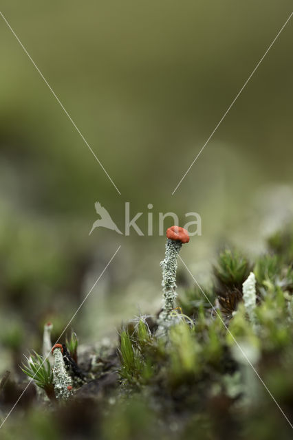 Bengal match lichen (Cladonia floerkeana)