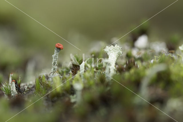 Rode heidelucifer (Cladonia floerkeana)