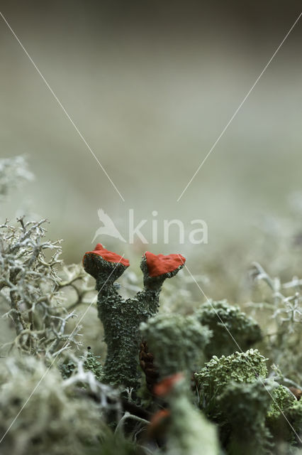 Rode heidelucifer (Cladonia floerkeana)