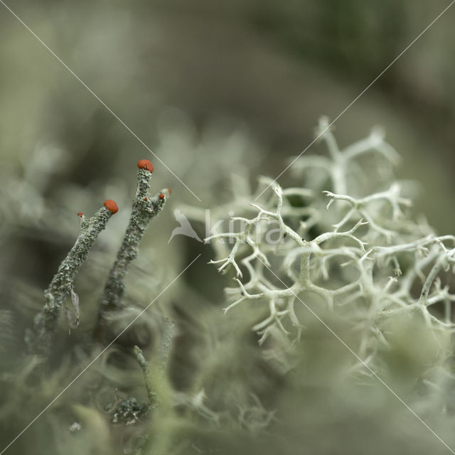 Rode heidelucifer (Cladonia floerkeana)