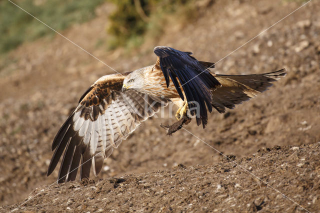 Red Kite (Milvus milvus)