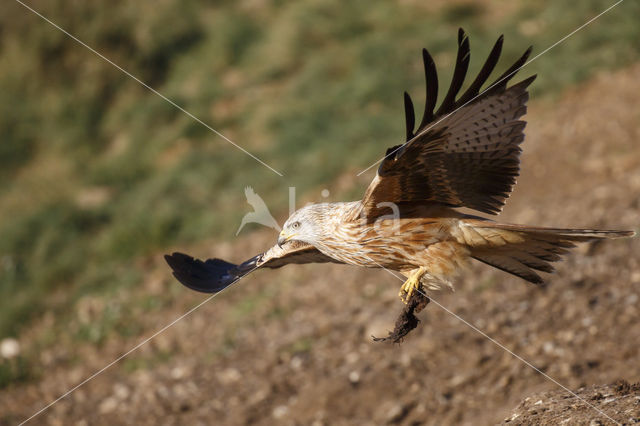 Red Kite (Milvus milvus)