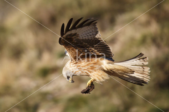 Red Kite (Milvus milvus)