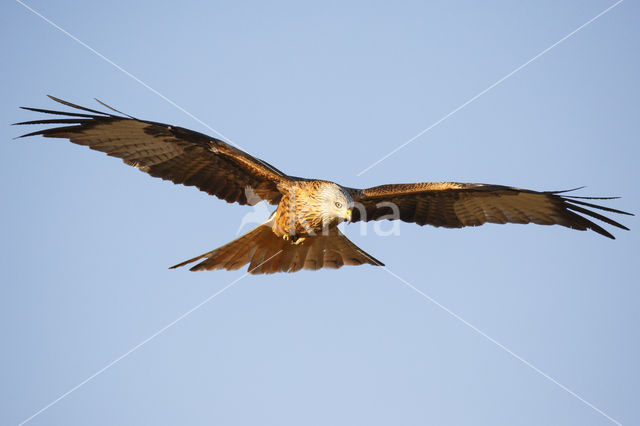 Red Kite (Milvus milvus)