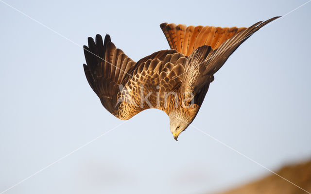 Red Kite (Milvus milvus)