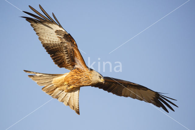 Red Kite (Milvus milvus)