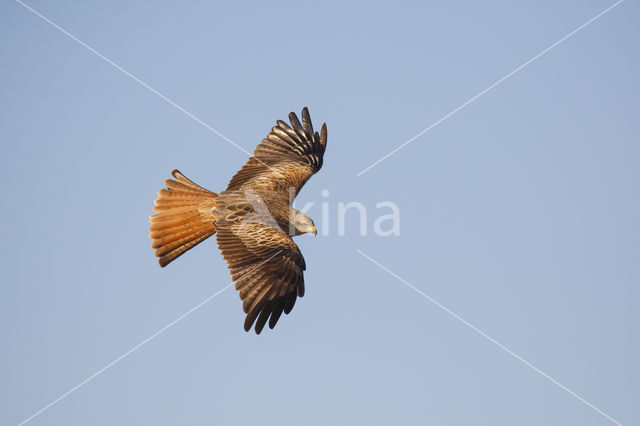 Red Kite (Milvus milvus)