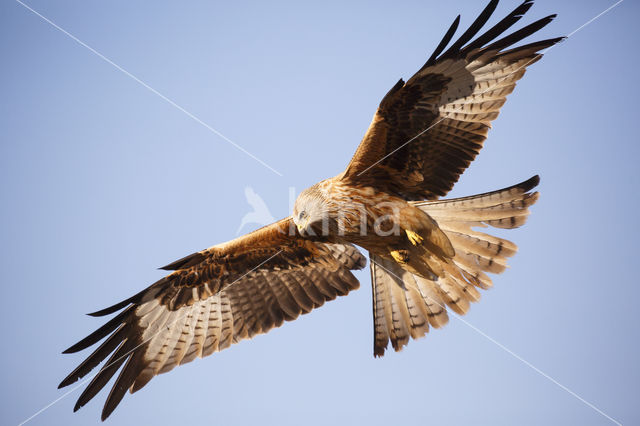 Red Kite (Milvus milvus)