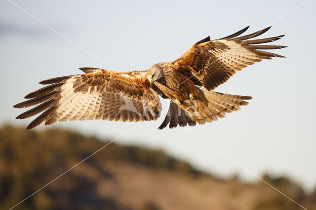 Red Kite (Milvus milvus)