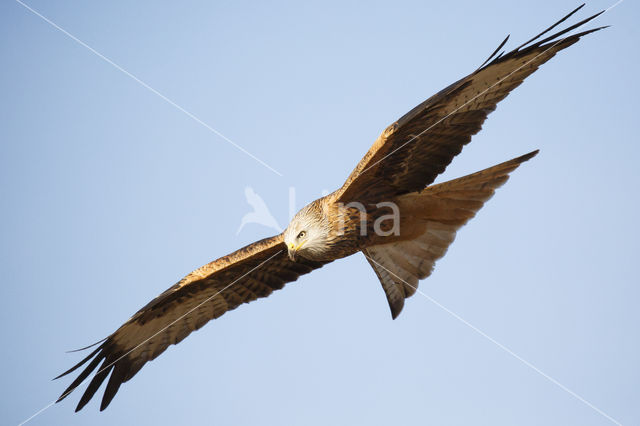 Red Kite (Milvus milvus)