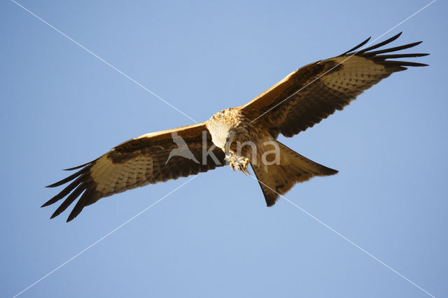 Red Kite (Milvus milvus)