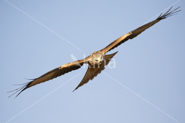 Red Kite (Milvus milvus)