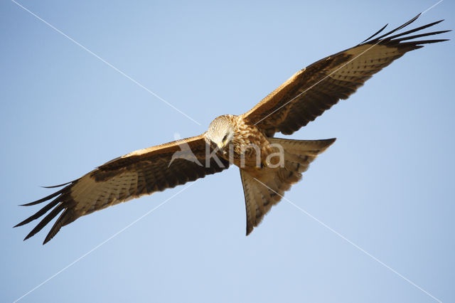 Red Kite (Milvus milvus)