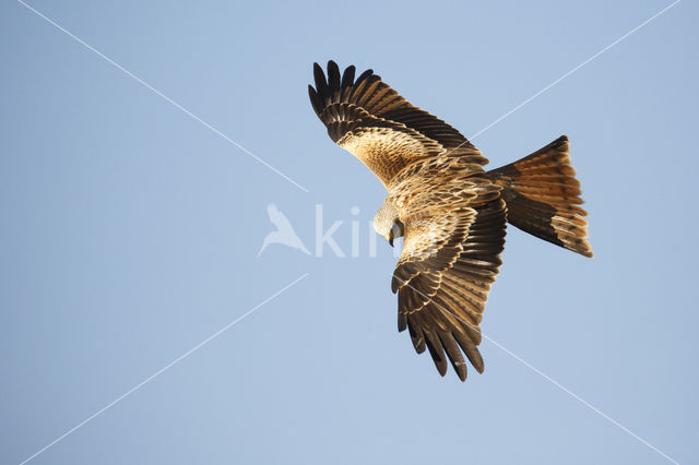 Red Kite (Milvus milvus)