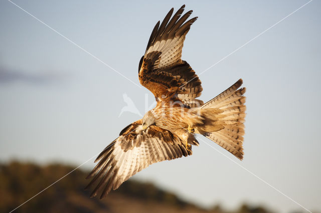 Red Kite (Milvus milvus)