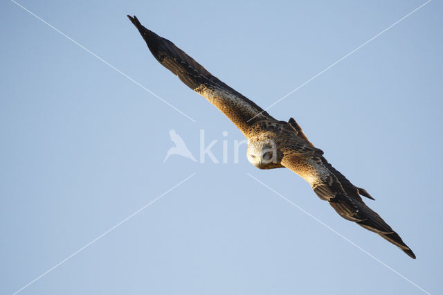 Red Kite (Milvus milvus)