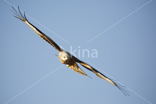 Red Kite (Milvus milvus)