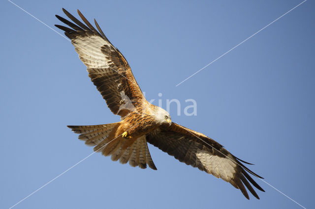 Red Kite (Milvus milvus)