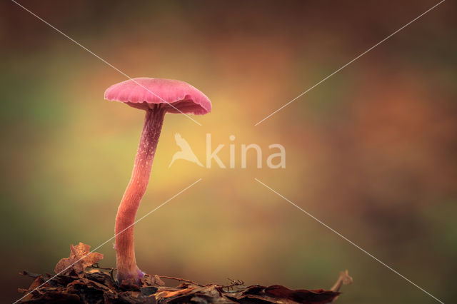 Amethyst Deceiver (Laccaria amethystina)