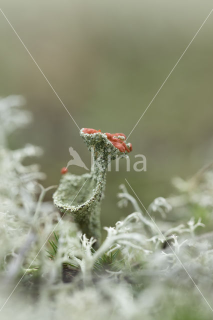 Rood bekermos (Cladonia coccifera)