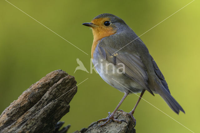 European Robin (Erithacus rubecula)