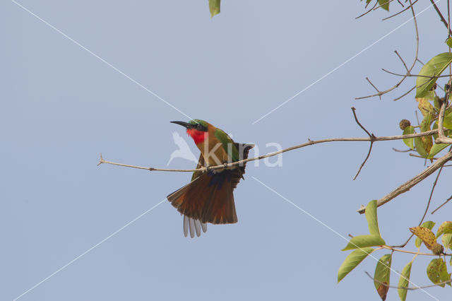 Red-throated Bee-eater (Merops bulocki)