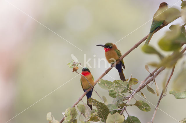 Red-throated Bee-eater (Merops bulocki)