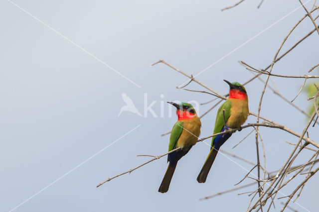 Red-throated Bee-eater (Merops bulocki)