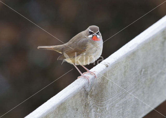 Siberian Rubythroat (Luscinia calliope)