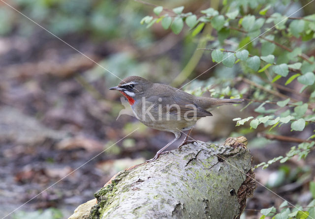 Siberian Rubythroat (Luscinia calliope)