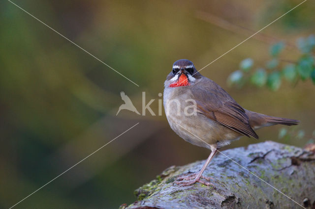 Siberian Rubythroat (Luscinia calliope)