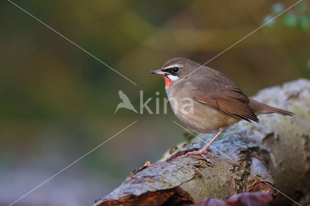 Siberian Rubythroat (Luscinia calliope)