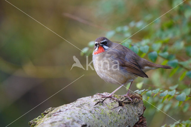 Roodkeelnachtegaal (Luscinia calliope)