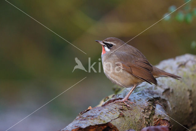 Siberian Rubythroat (Luscinia calliope)