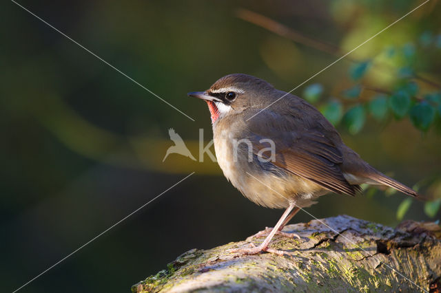 Siberian Rubythroat (Luscinia calliope)