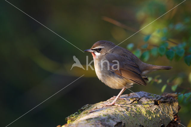 Siberian Rubythroat (Luscinia calliope)