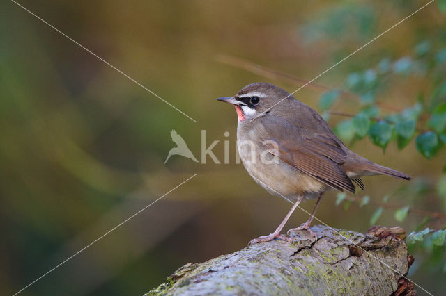 Siberian Rubythroat (Luscinia calliope)