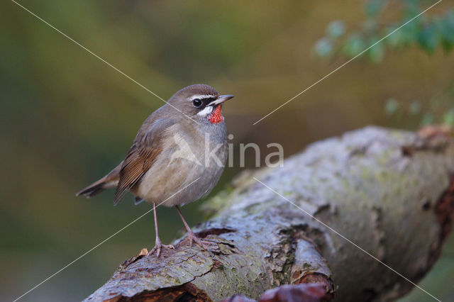 Siberian Rubythroat (Luscinia calliope)