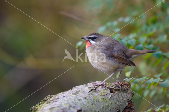 Siberian Rubythroat (Luscinia calliope)