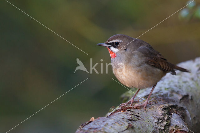 Siberian Rubythroat (Luscinia calliope)