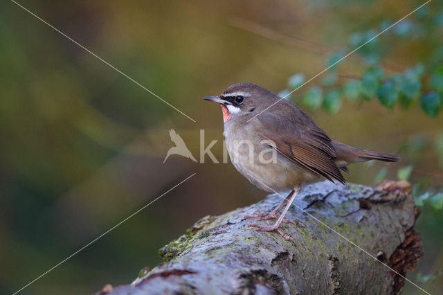 Siberian Rubythroat (Luscinia calliope)