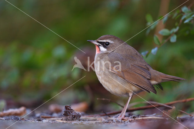 Siberian Rubythroat (Luscinia calliope)