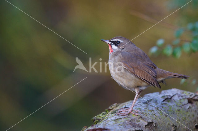 Siberian Rubythroat (Luscinia calliope)