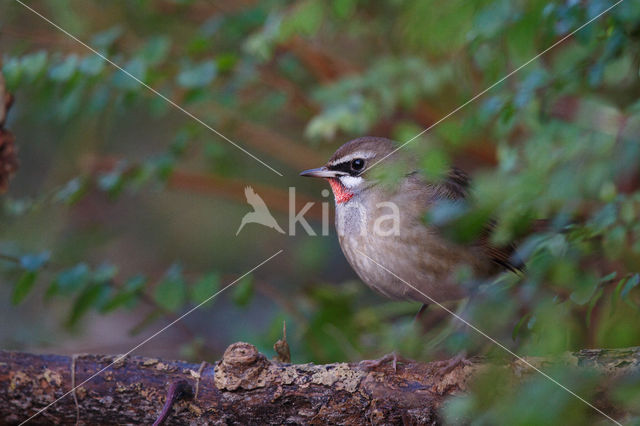 Siberian Rubythroat (Luscinia calliope)