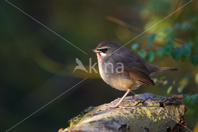 Siberian Rubythroat (Luscinia calliope)