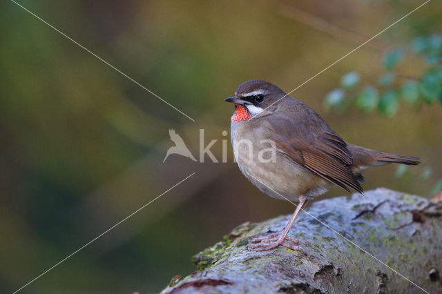 Siberian Rubythroat (Luscinia calliope)