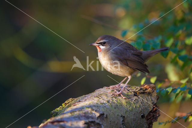 Siberian Rubythroat (Luscinia calliope)